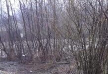 Pe urmele unei scrisori… COMUNA ȘOVARNA ÎNTRE VIS ȘI REALITATE