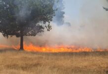 Foto: Incendiu de vegetație la Runcu!